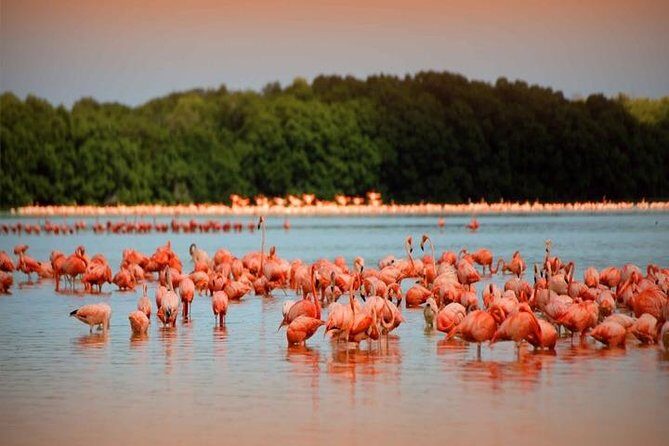 Río Lagartos y Las Coloradas Private Tour from Merida - Key highlights at a glance