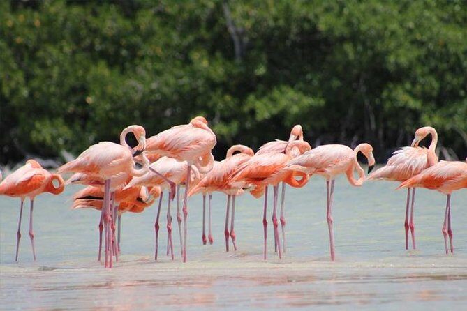 Río Lagartos y Las Coloradas Private Tour from Merida - Rio Lagartos Natural Park: Mangroves, Birds, and Flamingo Territory
