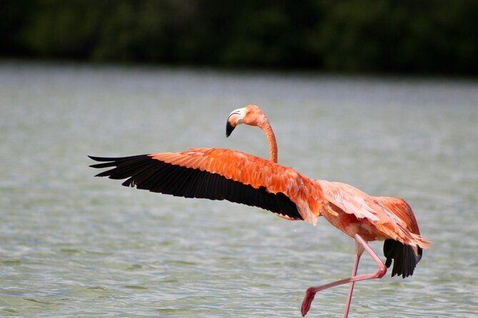 Rio Lagartos+Coloradas Tourist Collective (Lake Rosa)+Cenote - Key Highlights You’ll Actually Care About
