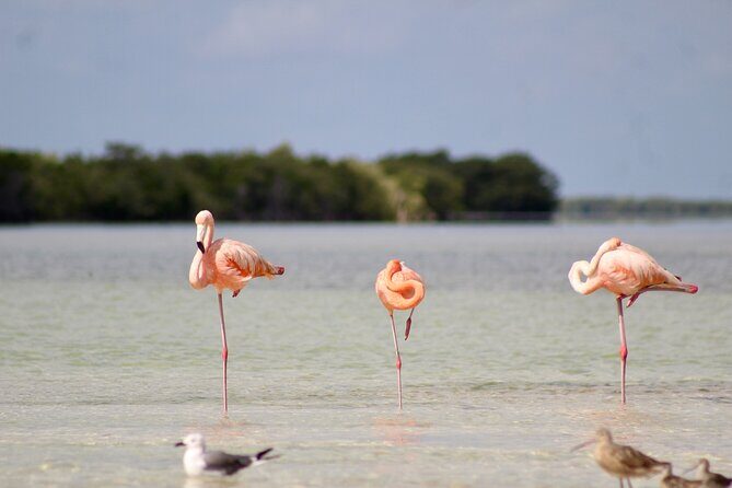 Rio Lagartos+Coloradas Tourist Collective (Lake Rosa)+Cenote - How the Valladolid Start Shapes Your Whole Day