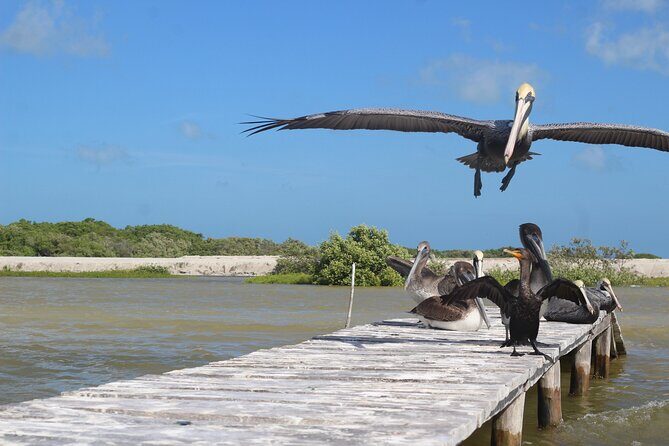 Rio Lagartos+Coloradas Tourist Collective (Lake Rosa)+Cenote - Price and Language Options: Where the Real Costs Show Up