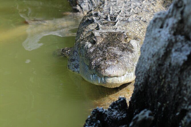 Rio Lagartos+Coloradas Tourist Collective (Lake Rosa)+Cenote - Timing, Weather, and What You Can Control