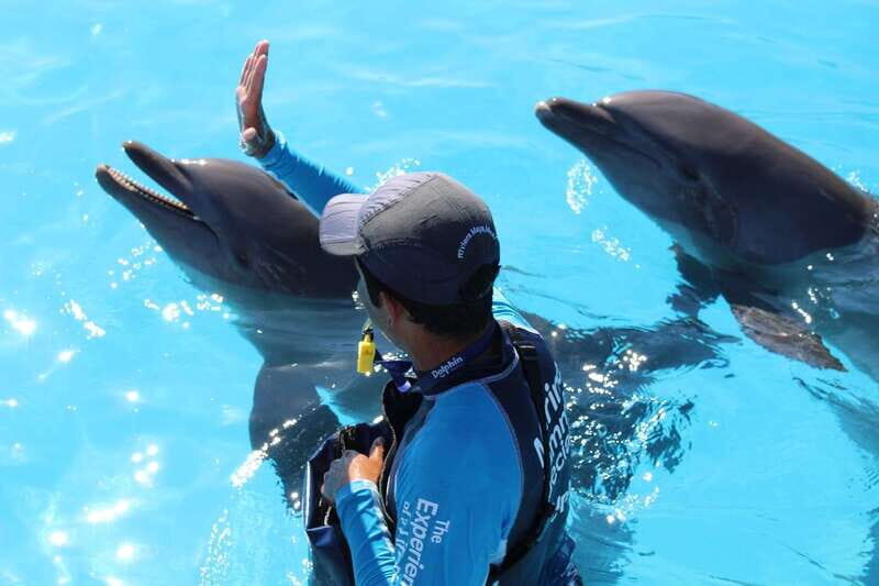 Riviera Maya: Dolphin Encounter with Beach Club Access - Weather, mood, and expectations: plan like it’s a beach day