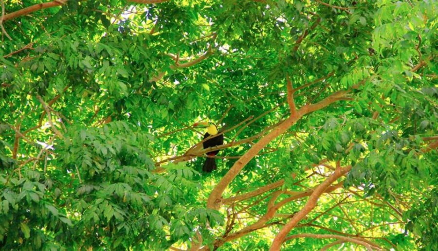 Riviera Maya: Horseback Riding at Rancho Bonanza - Horse-and-Cenote Combo in the Riviera Maya