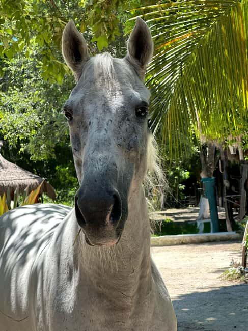 Riviera Maya: Horseback Riding at Rancho Bonanza - Cenote Swim: Getting cool when the water is cold