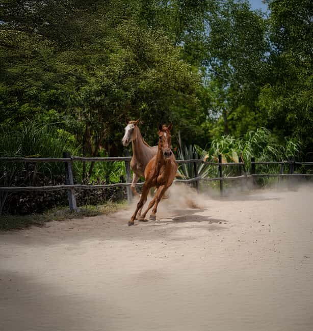 Riviera Maya: Horseback Riding at Rancho Bonanza - Transportation and Timing: Pickup rules you should take seriously