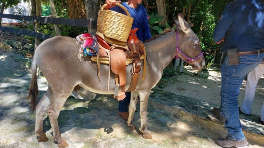 Riviera Maya: Horseback Riding at Rancho Bonanza - Before You Ride: Safety talk, gear, and getting matched to your horse