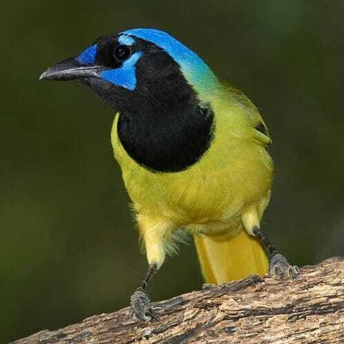 Riviera Maya: Puerto Morelos 4-Hour Bird Watching Tour - What Makes This Tour Worth Your Time