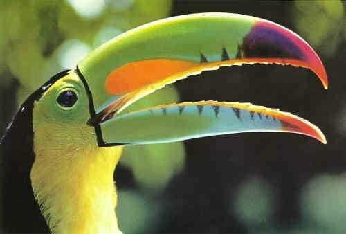 Riviera Maya: Puerto Morelos 4-Hour Bird Watching Tour - Key Points You Should Know