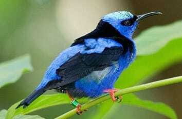 Riviera Maya: Puerto Morelos 4-Hour Bird Watching Tour - Getting There: Early Pickup and a Smooth Morning Run