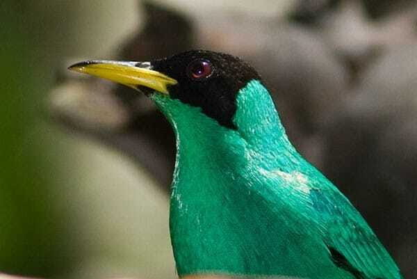 Riviera Maya: Puerto Morelos 4-Hour Bird Watching Tour - The Jungle Hike: Where Sightings Start Stacking Fast