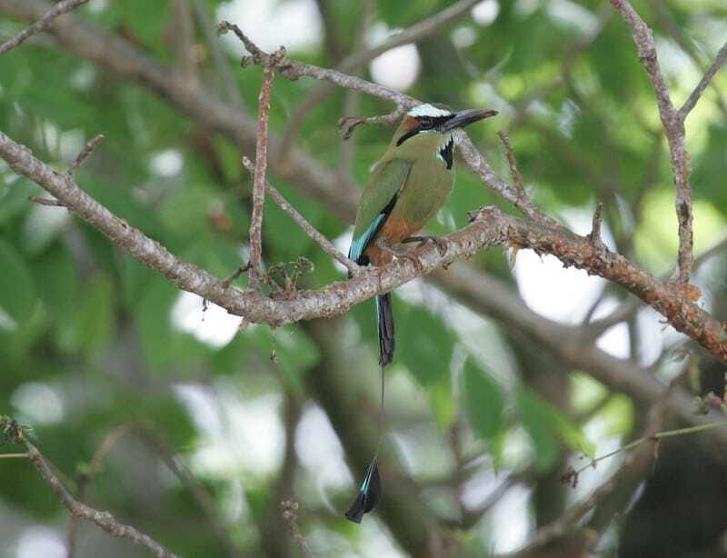 Riviera Maya: Puerto Morelos 4-Hour Bird Watching Tour - Migratory Birds on Their First Stop in Mexico