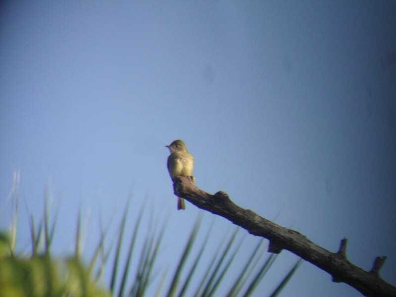 Riviera Maya: Puerto Morelos 4-Hour Bird Watching Tour - Guides in Action: The People Who Actually Make the Trip