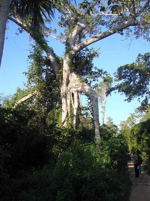 Riviera Maya: Puerto Morelos 4-Hour Bird Watching Tour - Local Food After the Birding