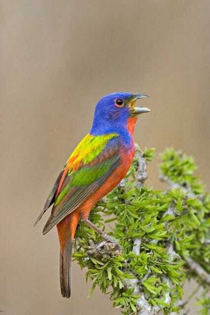 Riviera Maya: Puerto Morelos 4-Hour Bird Watching Tour - Why Puerto Morelos Bird Watching Works So Well