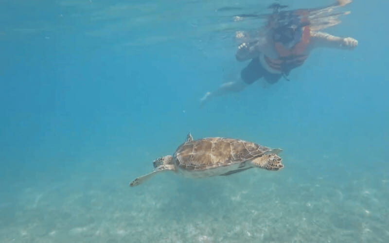 Riviera Maya: Tulum Ruins Tour, Turtle Swimming, Cenotes, and Lunch. - Key highlights that make this tour worth your time