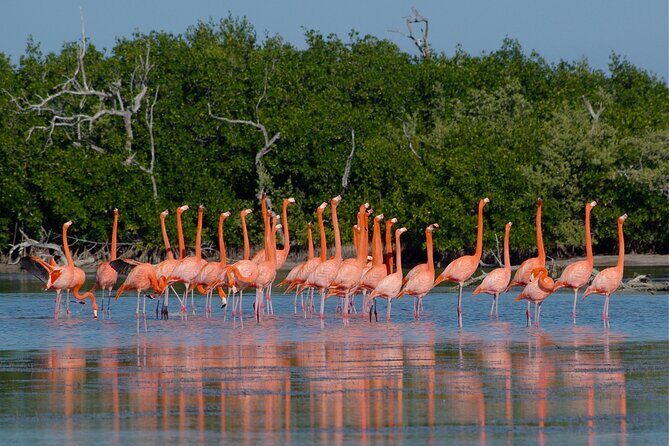 Safari in Rio Lagartos, Coloradas and Mayan Bath - Playa Las Coloradas: Cool Off at a Virgin Beach