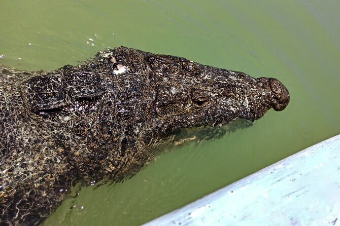 Safari in Rio Lagartos, Coloradas and Mayan Bath - Río Lagartos Boat Ride: Mangroves, Birds, and Actual Time on the Water