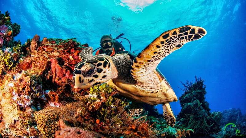 Scuba Dive in Playa del Carmen - 2 Dives (Certified divers) - The Safety Briefing: Not Just Paperwork