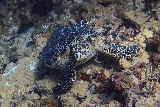 Scuba Diver Certification Course - Day 2 Part 2: National Marine Park outing with 2 tanks