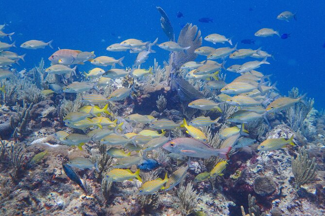 Scuba Diver Certification Course - What “small group up to 4” means for your learning