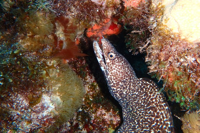 Scuba Diver Certification Course - Meeting point, timing, and how to avoid day-of stress
