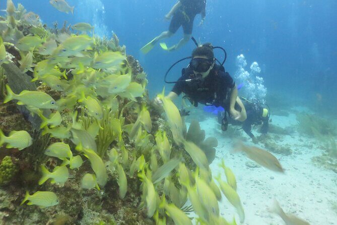 Scuba Diving (1st time) in Cancun Beginner's WELCOMED! - MesoAmerican Reef in the Cancun National Park: Wildlife After the Art