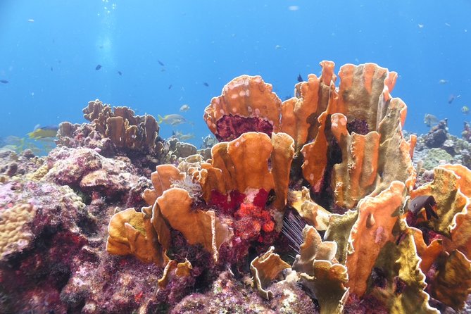 Scuba Diving Adventure WITHOUT CERTIFICATION! Try it today! - Your day starts with calm, structured training