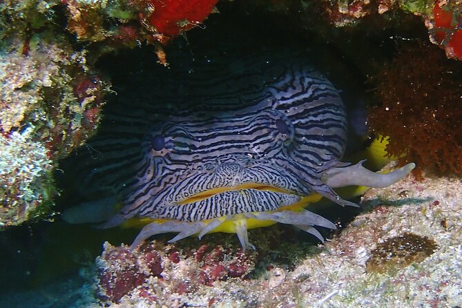 Scuba Diving Adventure WITHOUT CERTIFICATION! Try it today! - Equipment and instructor support (the safety side you actually feel)
