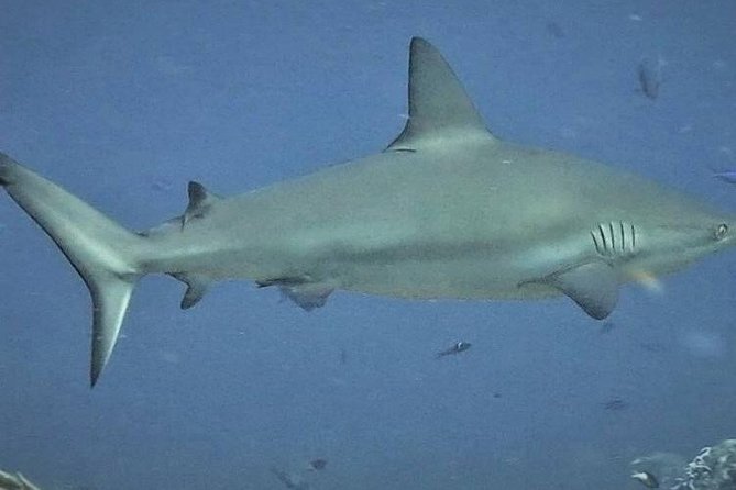 Scuba Diving Adventure WITHOUT CERTIFICATION! Try it today! - Timing, group size, and how to plan your day