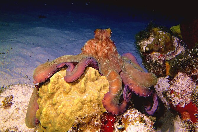 Scuba Diving Adventure WITHOUT CERTIFICATION! Try it today! - Should you book the certification-free scuba tryout in Isla Mujeres?