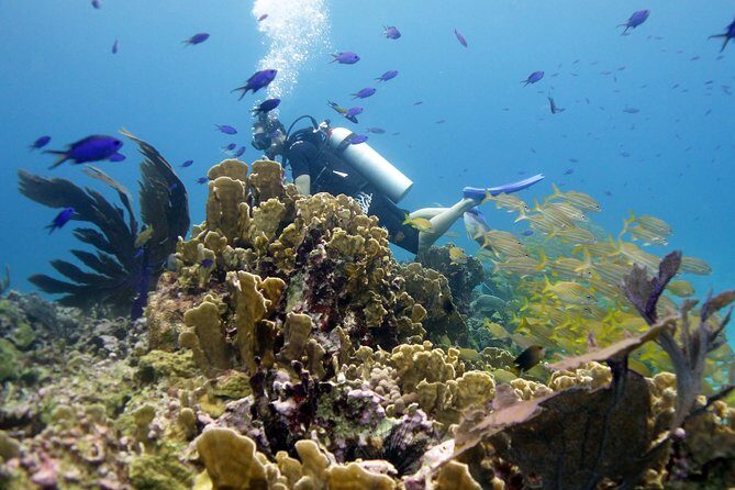 Scuba diving at MUSA the underwater museum for certified divers - Certified-only rules: what they mean for your day