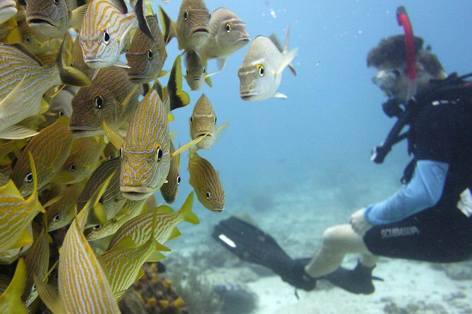 Scuba diving at MUSA the underwater museum for certified divers - Manchones reef: why the second stop feels different