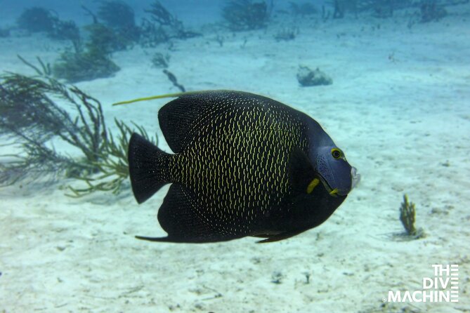 Scuba Diving for Beginners – Tulum Dive Machine - Your first underwater session: calm cenote water and real confidence