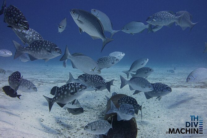 Scuba Diving for Beginners – Tulum Dive Machine - Who this program fits best (and who should reconsider)