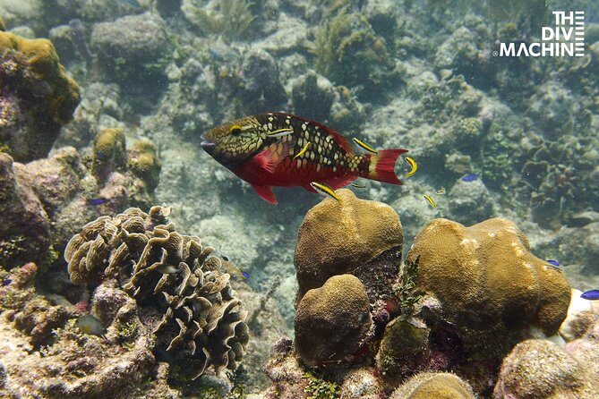Scuba Diving for Beginners – Tulum Dive Machine - Value and price: what $198 covers (and what it doesn’t)