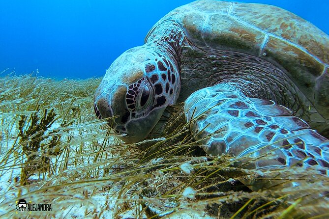 Scuba Diving for Beginners – Tulum Dive Machine - Meeting point basics and what to expect from the day