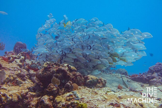 Scuba Diving for Beginners – Tulum Dive Machine - Should you book this beginner scuba experience?