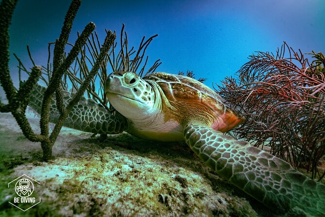Scuba Diving in Cozumel Island - Key highlights I’d plan around