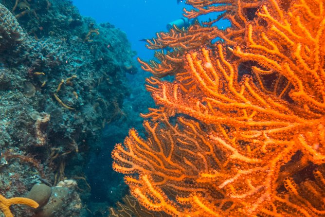 Scuba Diving in Cozumel Island - Why Cozumel’s reef day is worth the full schedule