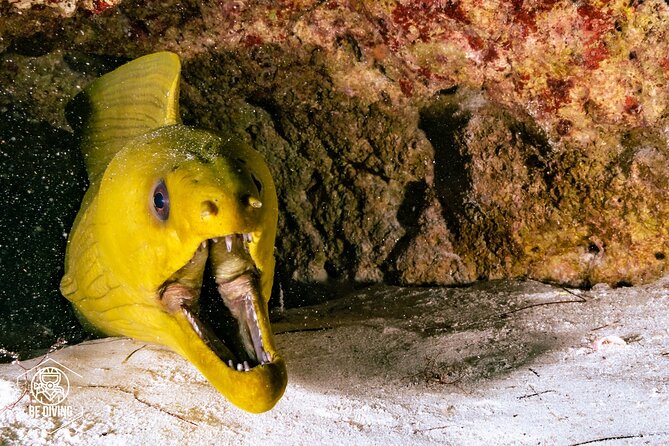 Scuba Diving in Cozumel Island - Nitrox, certification levels, and the extra $40 question