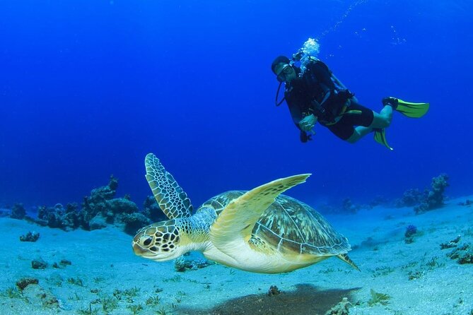 Scuba Referral Dives & Beach Club with Transportation In Riviera Maya - Quick hits