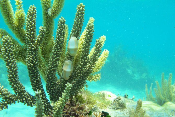 Sea turtle and cenotes half day Snorkeling Tour from Riviera Maya - What to pack so you’re not miserable in the water