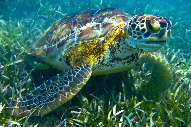 Sea turtle and cenotes half day Snorkeling Tour from Riviera Maya - How the guides shape your experience (and why small groups matter)