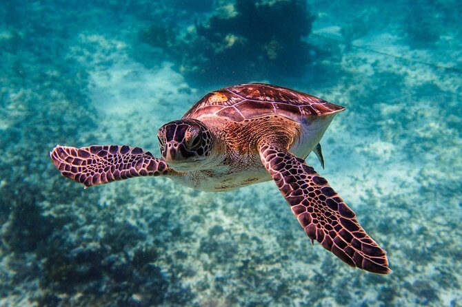 Sea turtle and cenotes half day Snorkeling Tour from Riviera Maya - Who this tour is best for