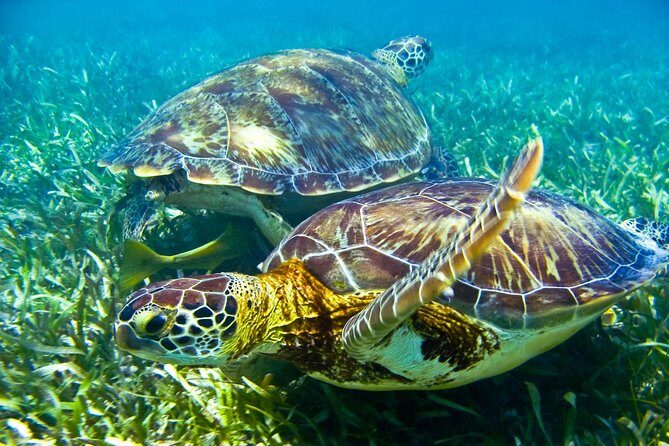 Sea turtle and cenotes half day Snorkeling Tour from Riviera Maya - Price and real-value math: $99 plus two common add-ons