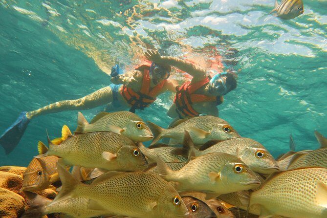 Sea Turtle Snorkeling Ecofriendly Tour from Cancun & Riviera Maya - The 7:00am flow from Cancun and Riviera Maya
