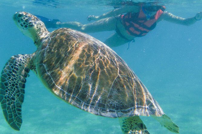 Sea Turtle Snorkeling Ecofriendly Tour from Cancun & Riviera Maya - The cenote stop: limestone, light, and the darker water you’ll remember