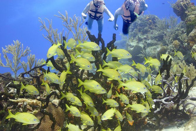 Sea Turtle Snorkeling Ecofriendly Tour from Cancun & Riviera Maya - Timing between two water worlds (and how to enjoy it)