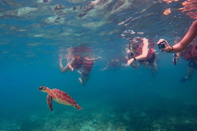 Sea Turtle Snorkeling Ecofriendly Tour from Cancun & Riviera Maya - EcoColors Mexico: small-group access plus real hygiene steps